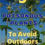poisonous plant