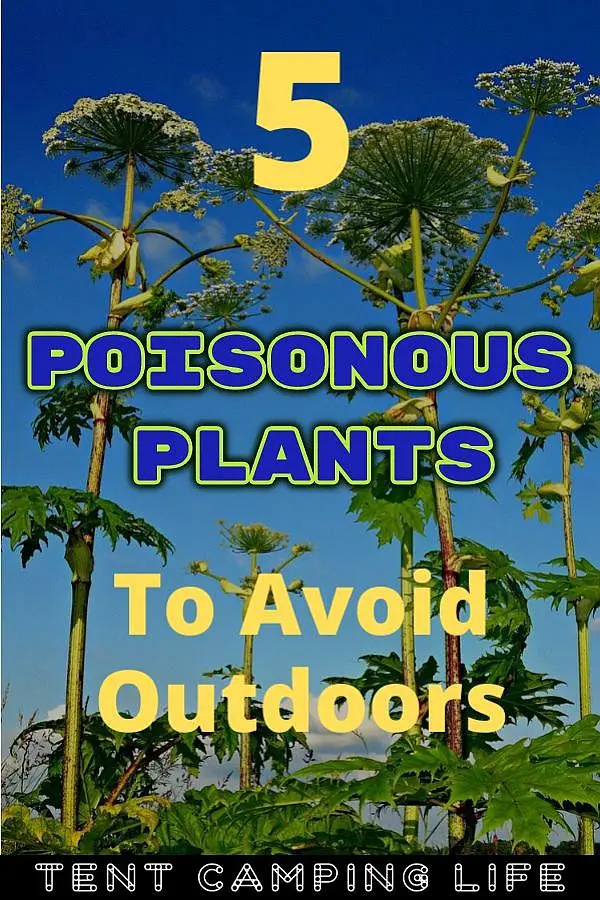 5 Poisonous Plants To Avoid Outdoors Tent Camping Life