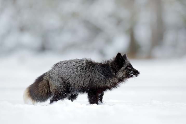 animal in the snow