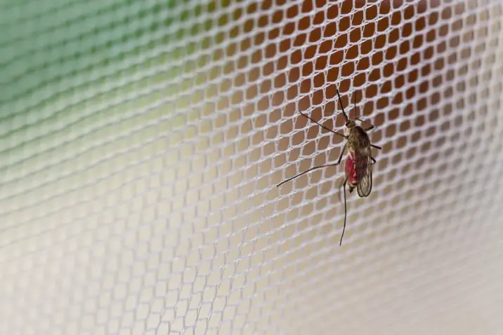 mosquito net and mosquito