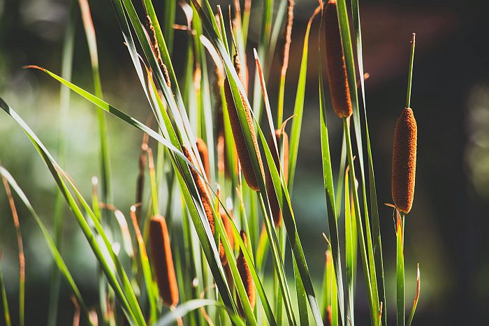cattails