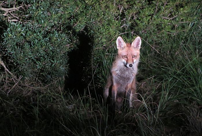 a fox at night