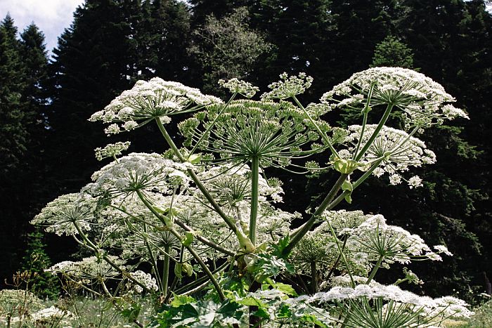giant hogweed