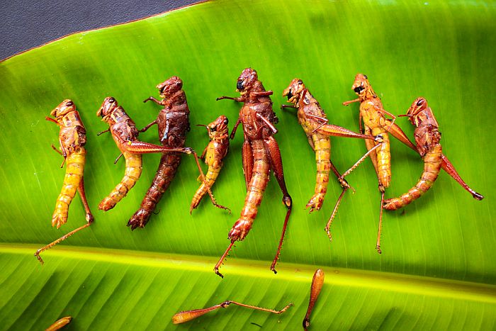 insects on a leaf