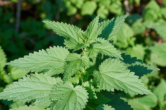 stinging nettle