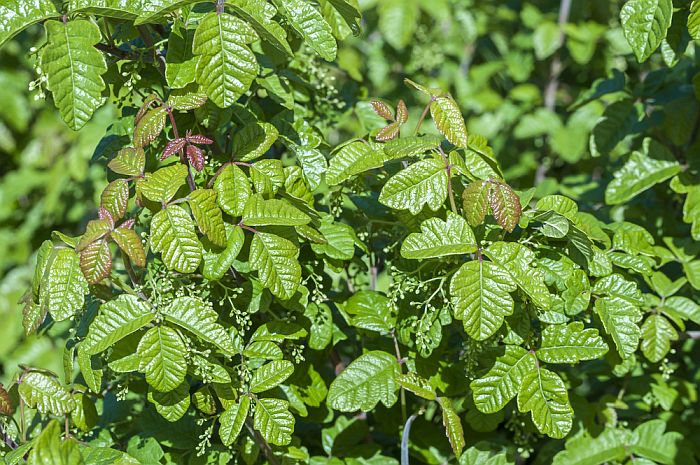 poison oak