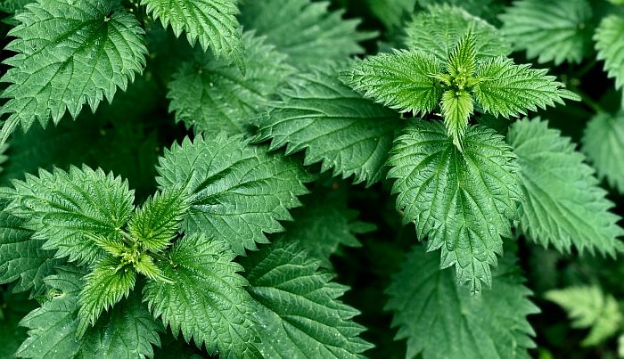 stinging nettle plant