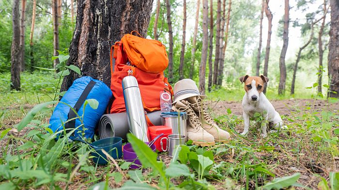 camping equipment against a tree with a little dog nearby