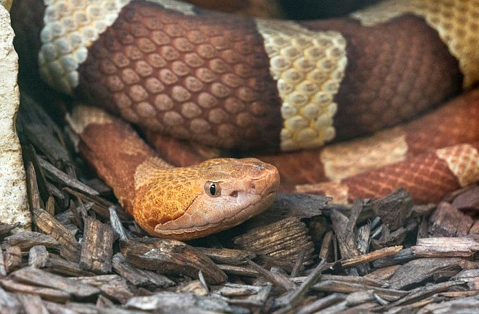 Copperhead snake