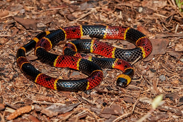 Eastern Coral Snake