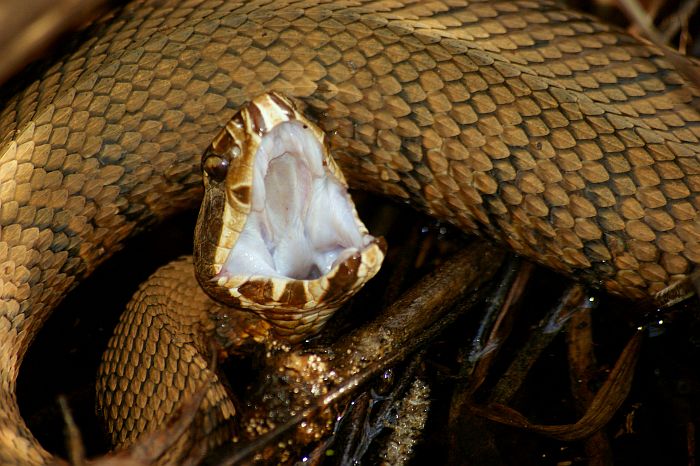 Cottonmouth snake