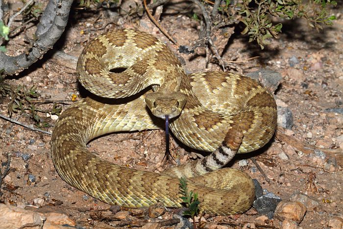 Mojave Rattlesnake