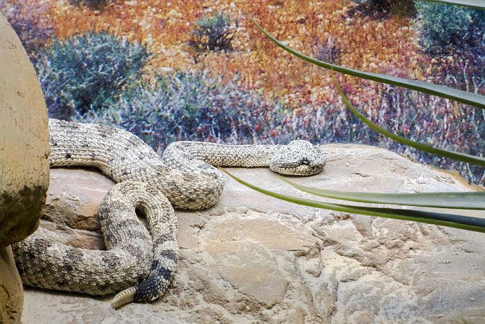 Sidewinder Rattlesnake