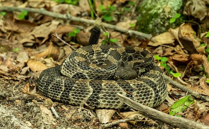 a snake in the brush